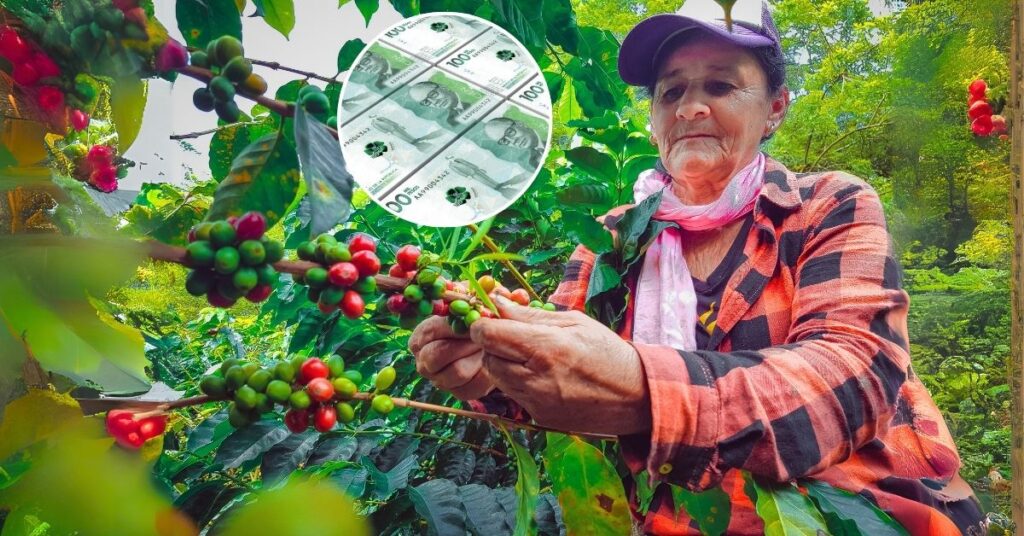 Mujeres rurales colombianas trabajan en proyecto agrícola comunitario