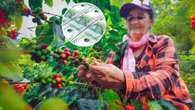 Mujeres rurales colombianas trabajan en proyecto agrícola comunitario