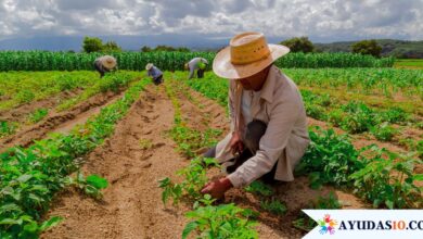 Familias beneficiadas con el Subsidio 'Familias en su Tierra' de la Unidad de Víctimas